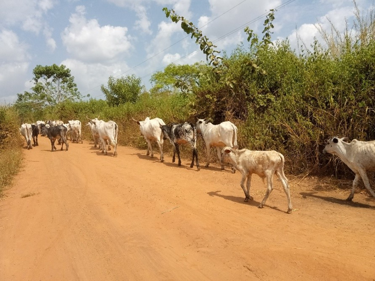 BÉNIN : La transhumance nationale du bétail pour le pâturage désormais interdite . Voici les nouvelles modalités de pâturage