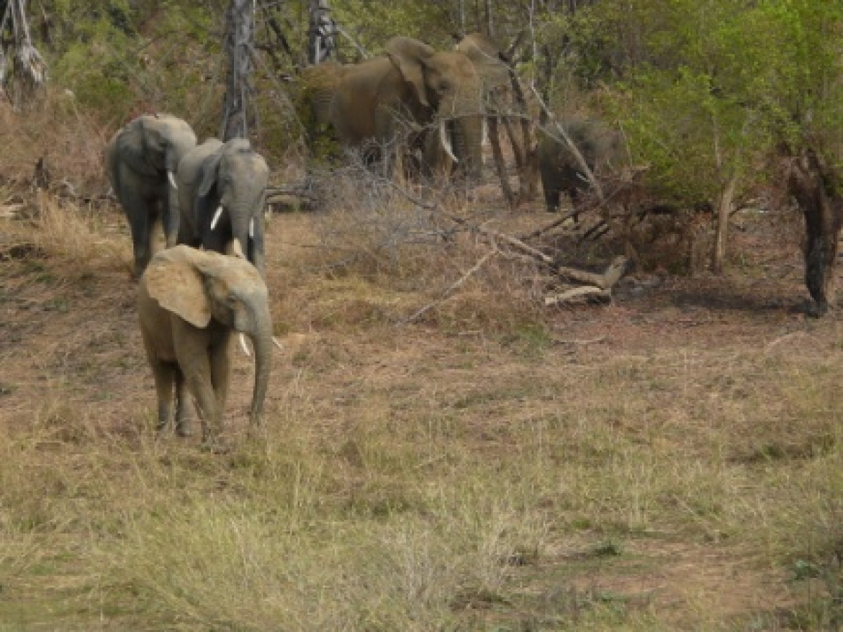 PRESERVATION DE LA BIODIVERSITE AU BÉNIN : Le gouvernement adopte la politique forestière 2023-2032