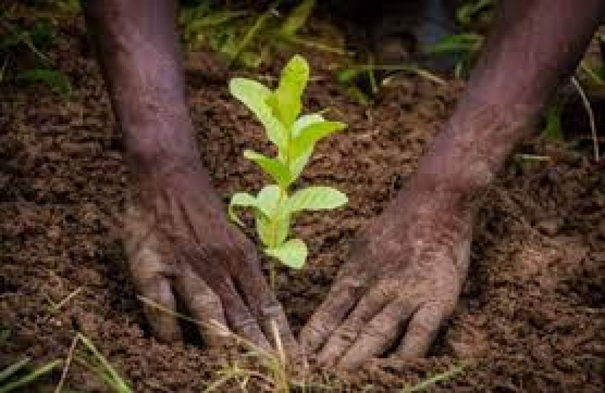 POUR LA CÉLÉBRATION DE LA JOURNÉE NATIONALE DE L&rsquo;ARBRE À PARAKOU : Des espèces en voie de disparition priorisées