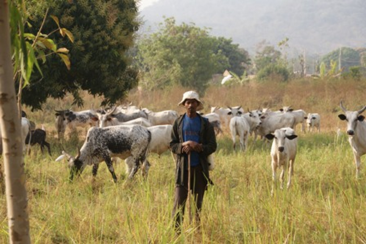 POUR LA MODERNISATION DES SYSTEMES D’ELEVAGE AU BENIN : Un haut-commissariat à la sédentarisation des éleveurs mis sur pied