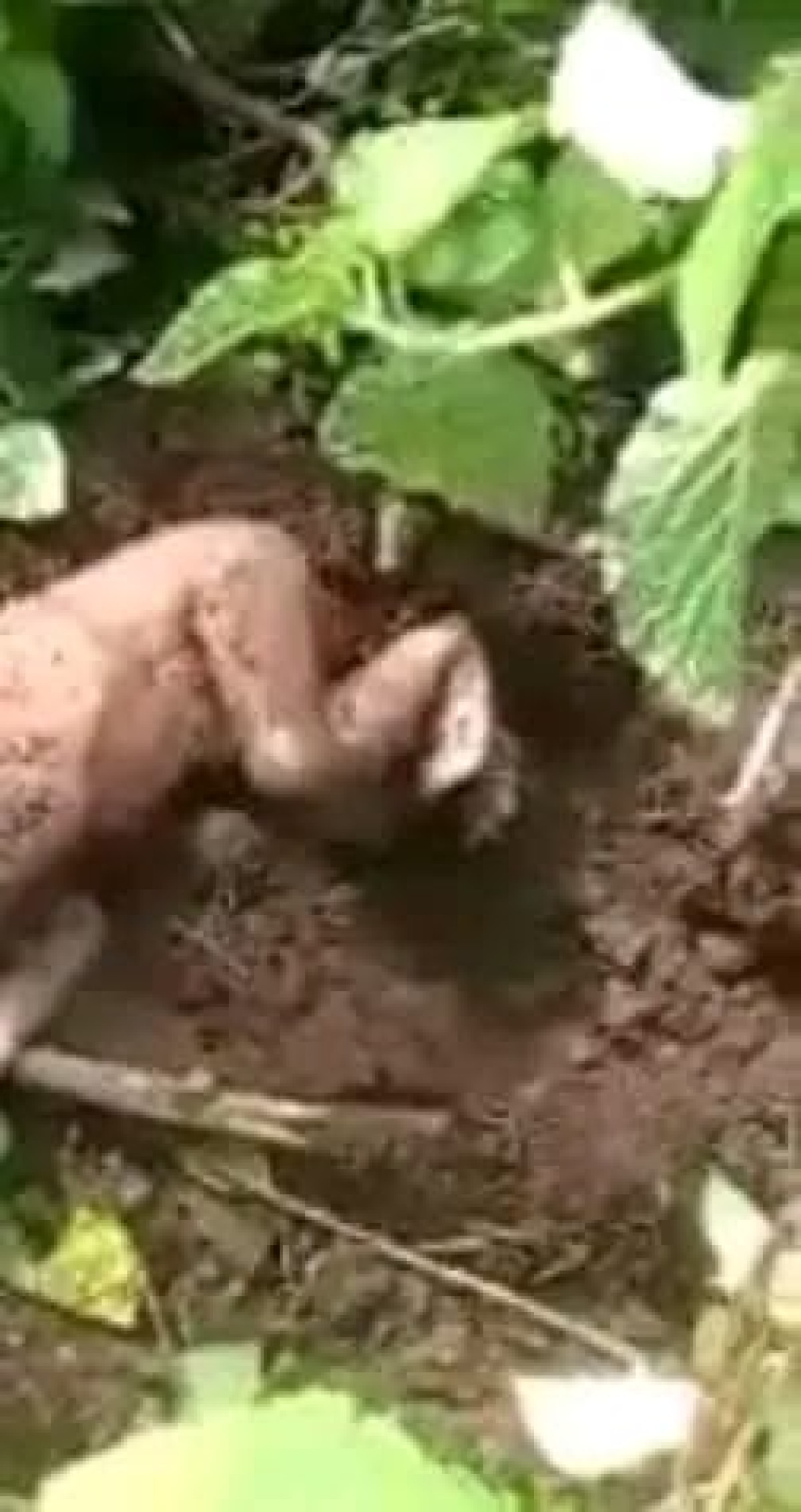 COMMUNE DE PÈRÈRÈ : Un bébé de deux jours retrouvé dans une brousse