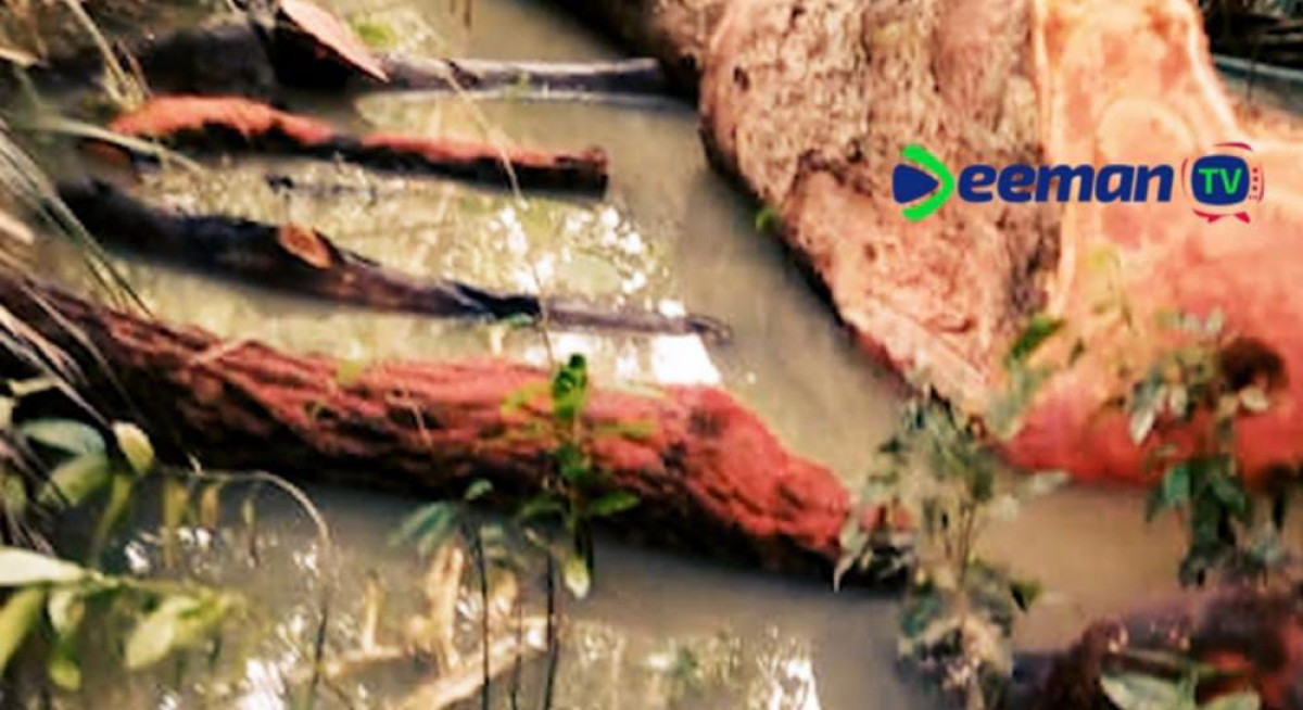 BEMBÉRÉKÉ : Un arbre fétiche coule du sang après avoir été scié