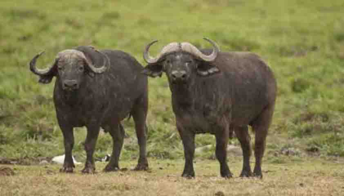 PÉHUNCO : Des buffles en divagation font un mort  . Les autorités appellent à la vigilance