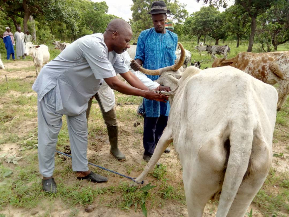 CAMPAGNE DE VACCINATION CONTRE LA PASTEURELLOSE BOVINE : Le démarrage lancé par Oumarou Lafia