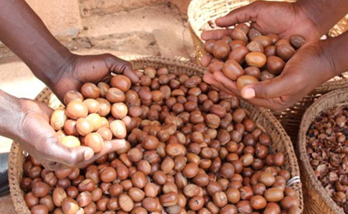 BÉNIN/CAMPAGNE DE COMMERCIALISATION 22-23 DES AMANDES DE KARITÉ : Le prix plancher d’achat fixé à 110 F cfa/kg
