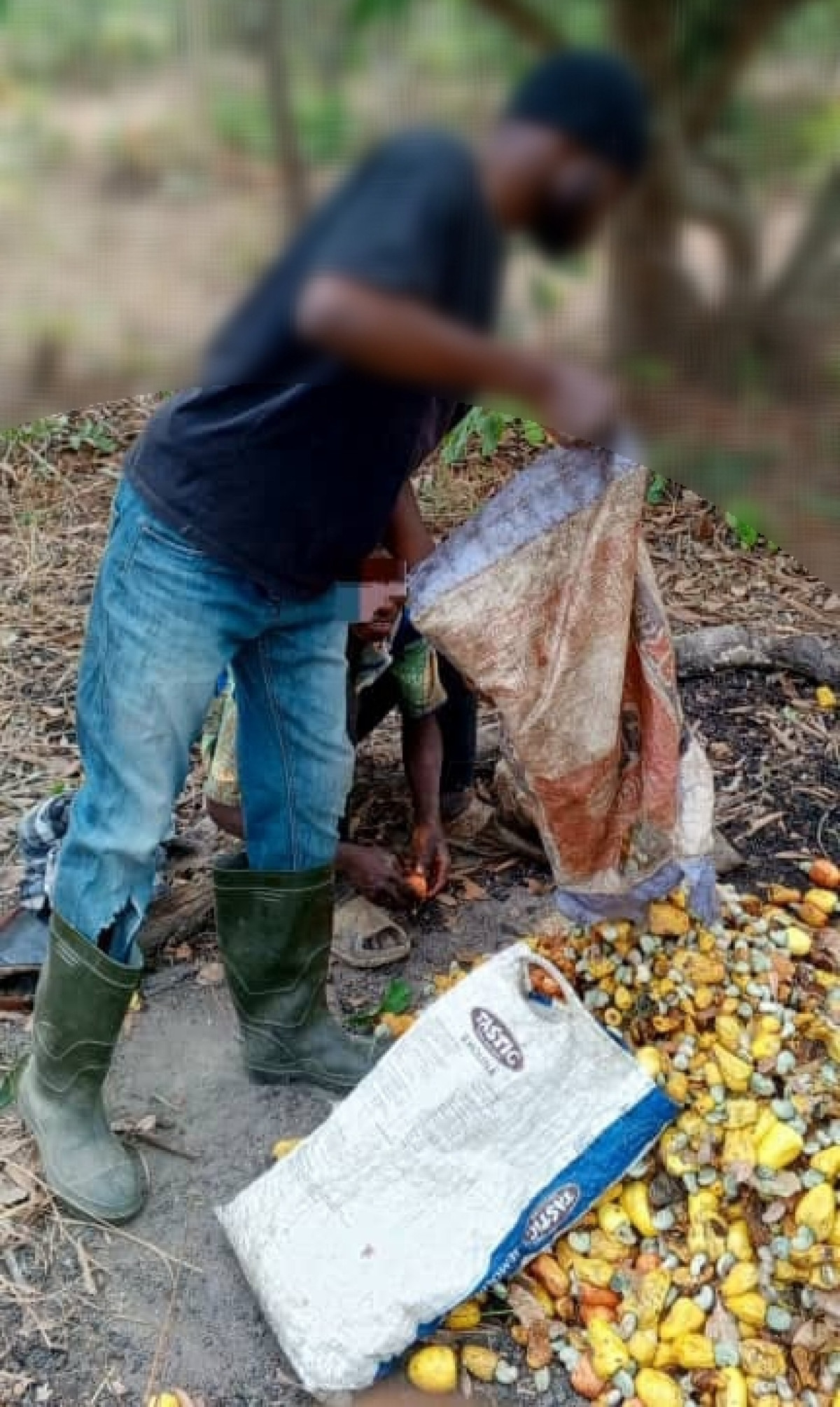 JOB DE RAMASSAGE DE NOIX DE CAJOU PAR LES JEUNES DANS LES PÉRIPHÉRIES DE PARAKOU : Un gagne-pain occasionnel pour subvenir aux besoins