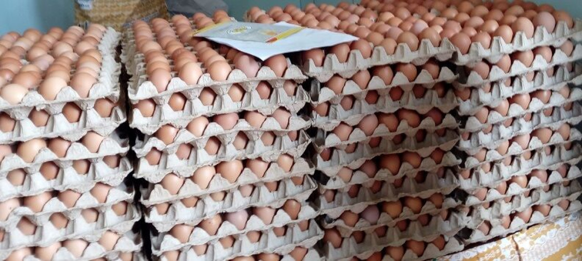IMPROPRES À LA CONSOMMATION : Près de 100 000 œufs détruits à Porto-Novo