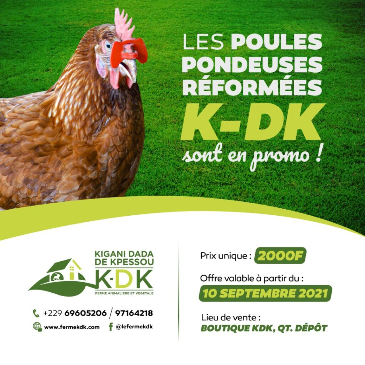 FERME ANIMALIERE ET VEGETALE KIGANI DADA DE KPESSOU (KDK) : Une vente promotionnelle des poules pondeuses réformées démarre ce jour