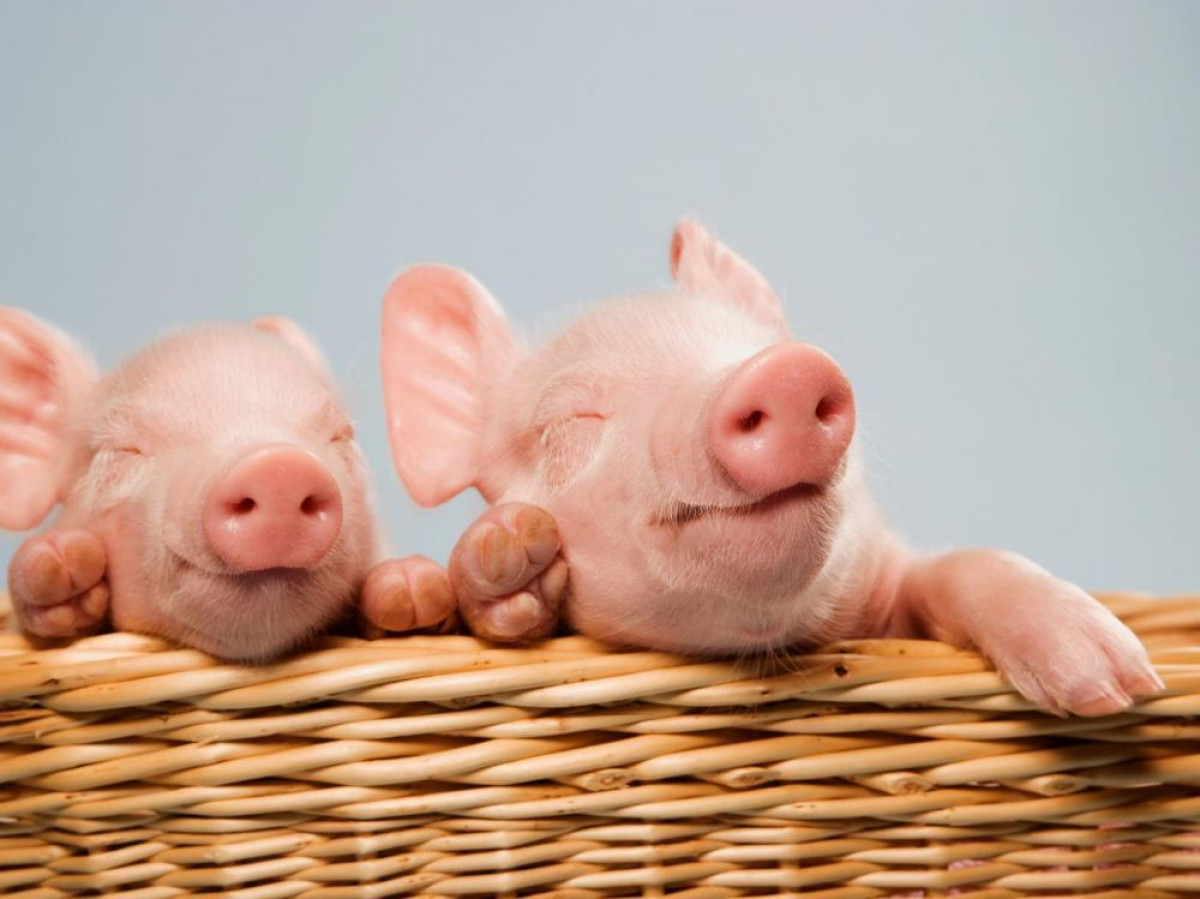 CURIOSITÉ SCIENTIFIQUE : Des scientifiques chinois créent des porcs-singes