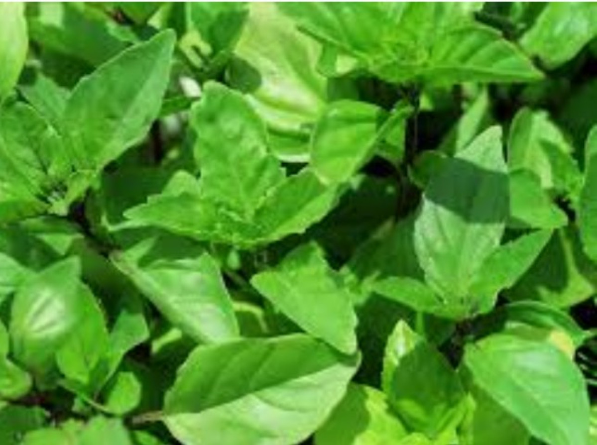 ASTUCES DES FRUITS: Amdagri parle des bienfaits du basilic (Tchiayo)