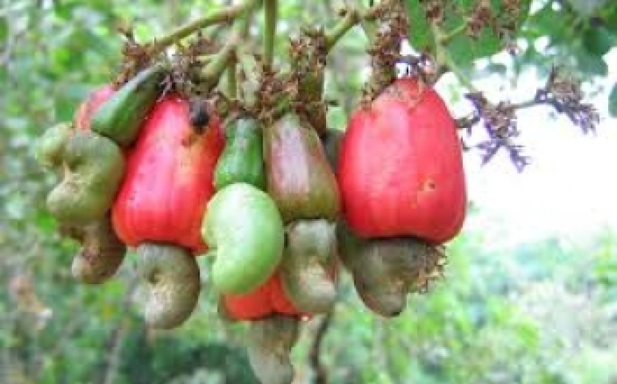 CUEILLETTE PRÉCOCE DES NOIX DE CAJOU : Une pratique qui tue la qualité des amandes au Bénin