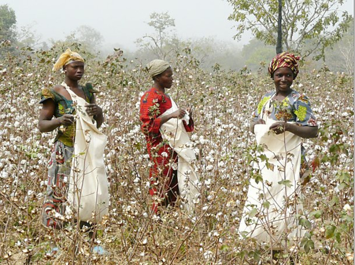 BÉNIN/SOUTIEN DES PRODUCTEURS POUR LA CAMPAGNE AGRICOLE 22-23 : Talon réalise l&rsquo;inédit pour une production record  . Le prix du Coton graine augmente et celui des intrants baisse . Un appui de 31,5 milliards de Fcfa