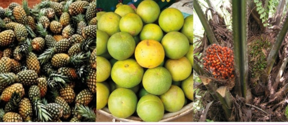 ORGANISATION DES FILIÈRES COTON, SOJA, CAJOU, ETC PRODUITES AU NORD : À quand le tour de l&rsquo;ananas, l&rsquo;orange, la noix de palme et autres ?