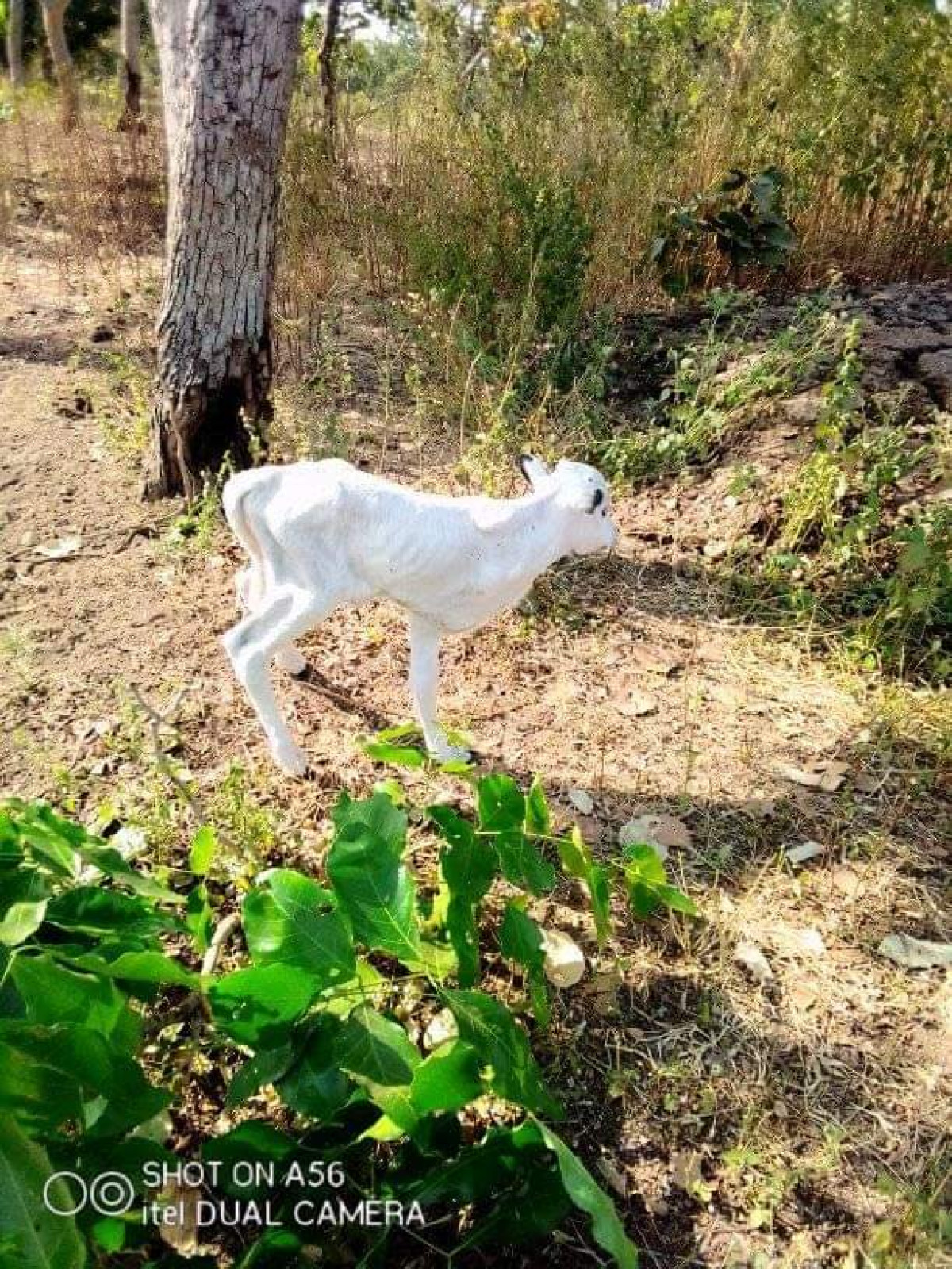 BENIN/FAITS DIVERS : Naissance d&rsquo;une velle à trois pattes à Kèrou