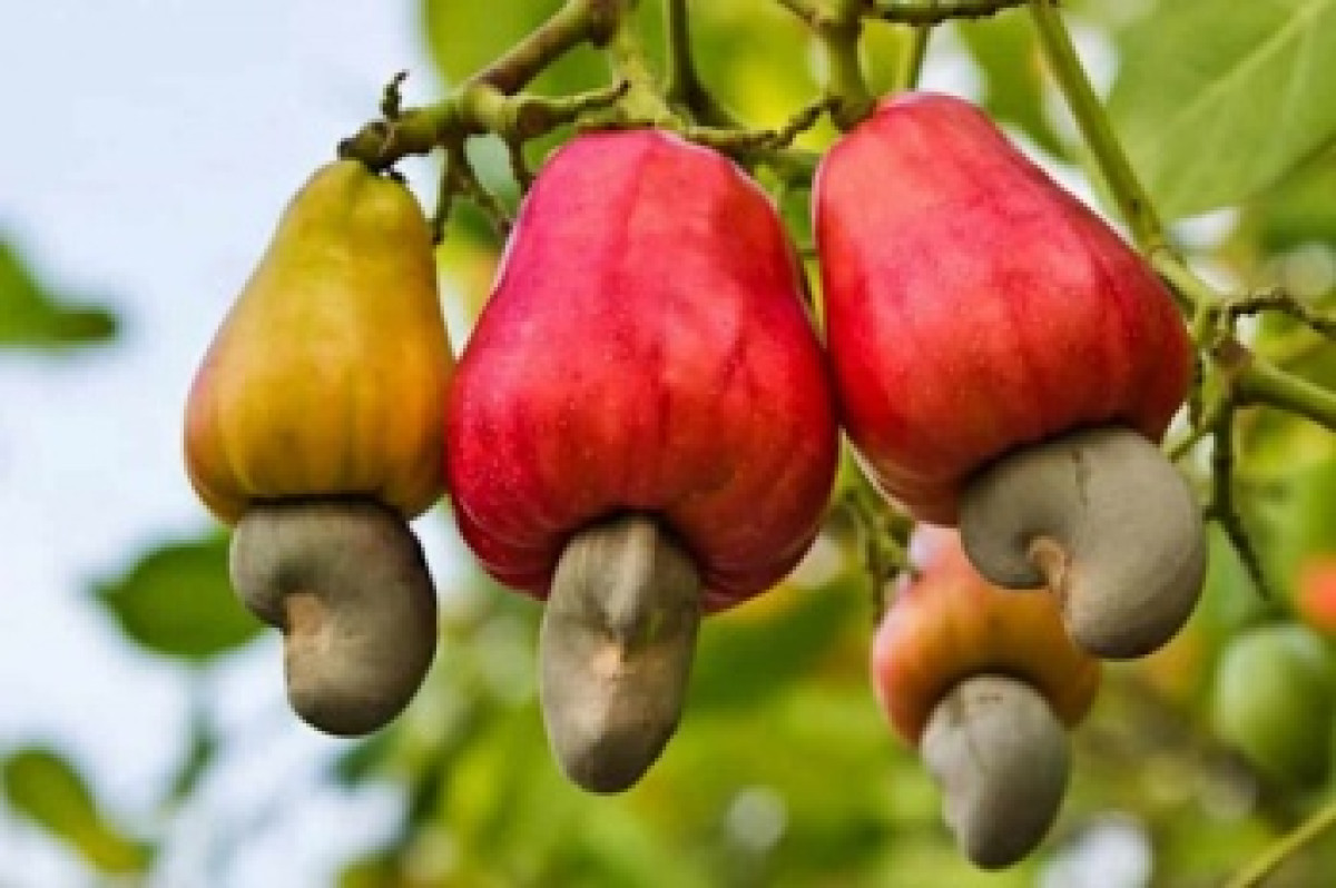 BENIN/CAMPAGNE DE COMMERCIALISATION DES NOIX DE CAJOU : Le prix plancher fixé à 350 F cfa/Kg
