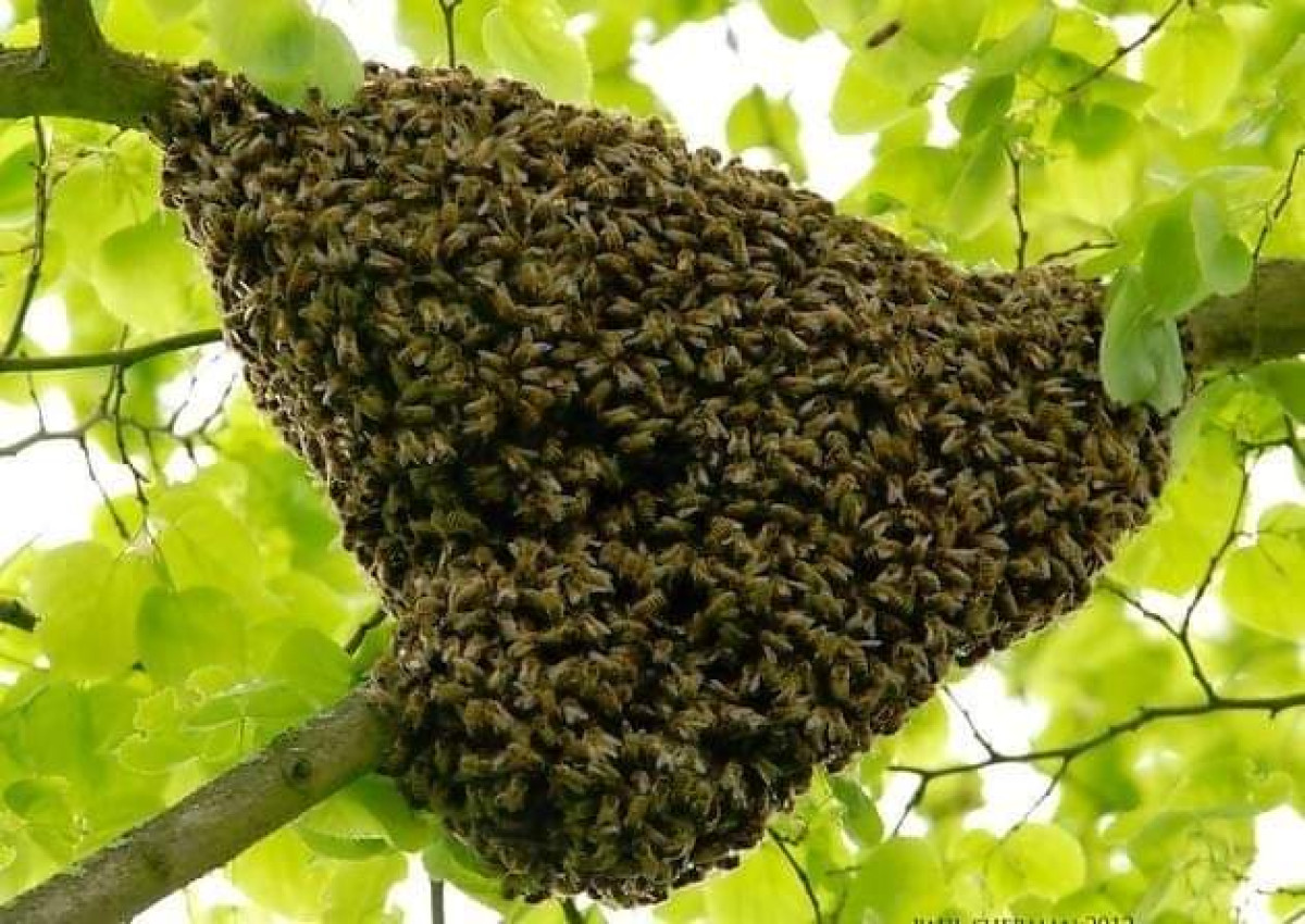 N’DALI : Un mort et quatre blessés enregistrés dans une attaque d’abeilles