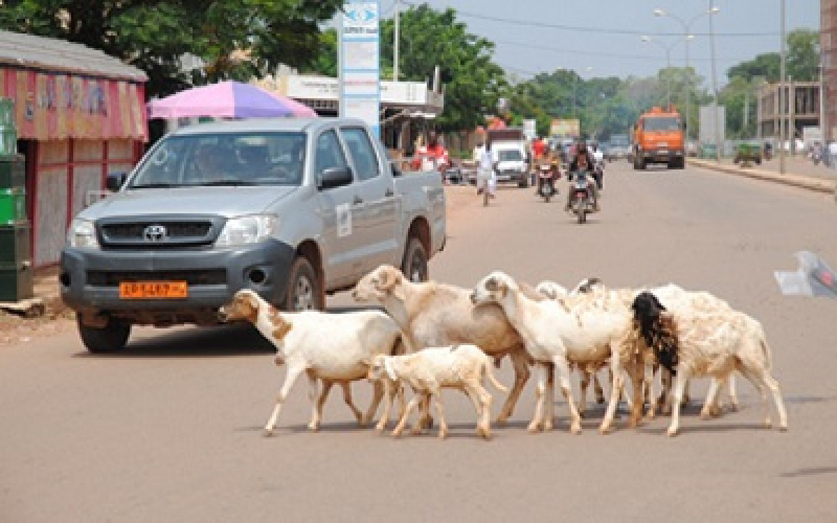 DIVAGATION DES ANIMAUX DANS LA VILLE DE NATITINGOU : Le maire Taté Ouindéyama annonce la phase répressive