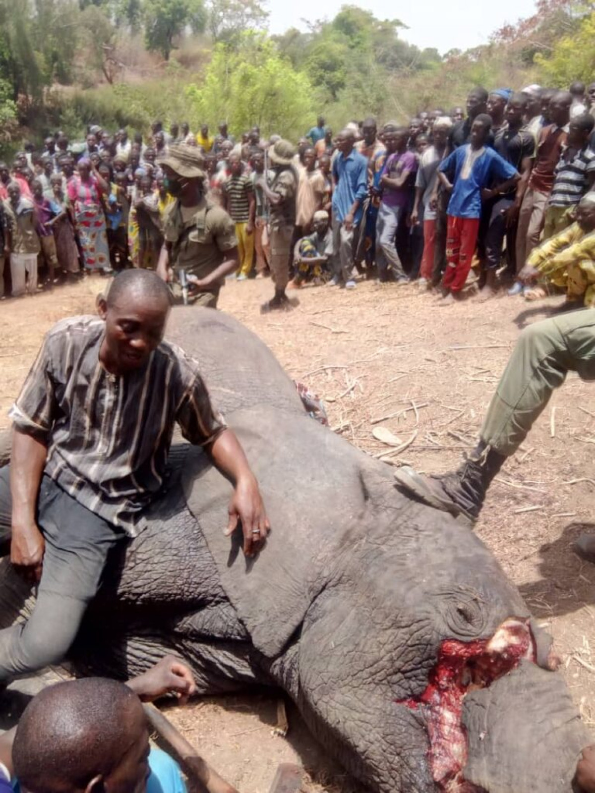 KANDI :  Le pachyderme errant abattu
