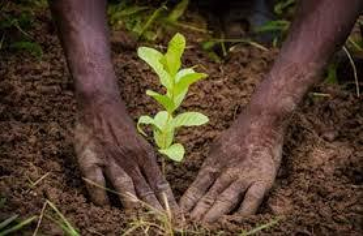 37E EDITION DE LA JOURNEE DE L&rsquo;ARBRE AU BENIN : De milliers de plants encore mis en terre, et après ?