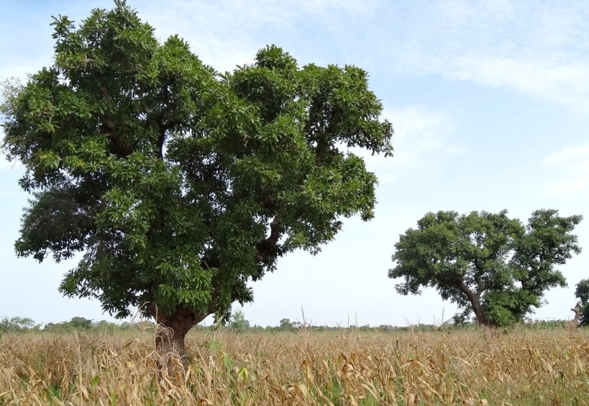 EN DEPIT DE SES ATOUTS ECONOMIQUES, : Le karité menacé de disparition au Bénin