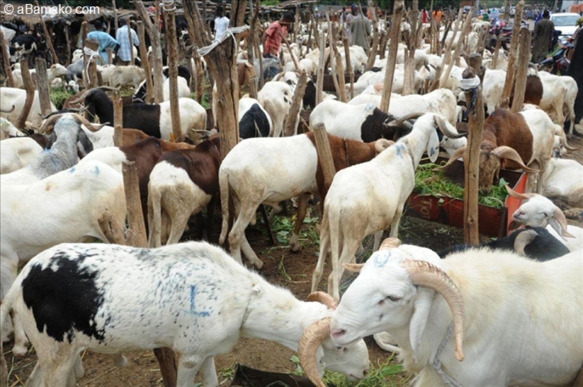 TABASKI 2020 A PARAKOU :  Voici les lieux autorisés pour la vente de moutons