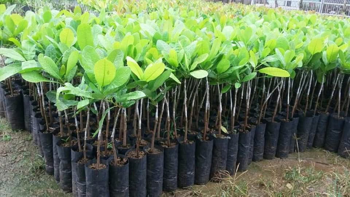 Filière anacarde au Bénin: la Fenapab met des plants performants à la disposition des producteurs