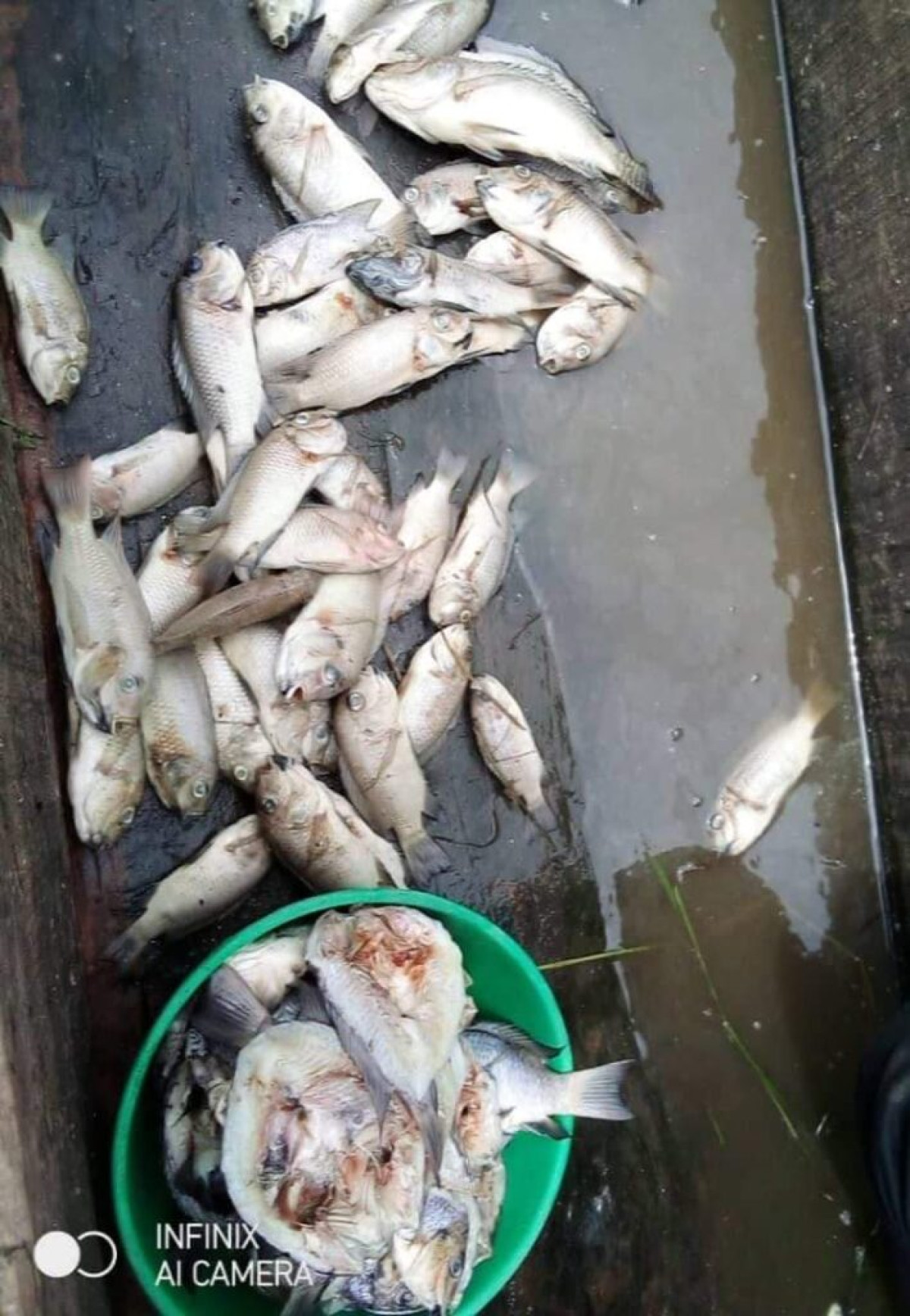COMMUNE D’ATHIEME : Découverte de plusieurs poissons morts dans le lac Toho