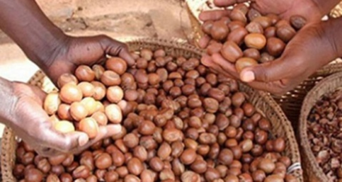 CAMPAGNE DE COMMERCIALISATION DES AMANDES DE KARITE 2021-2022 AU BENIN : Le prix plancher fixé à 100 Fcfa/Kg