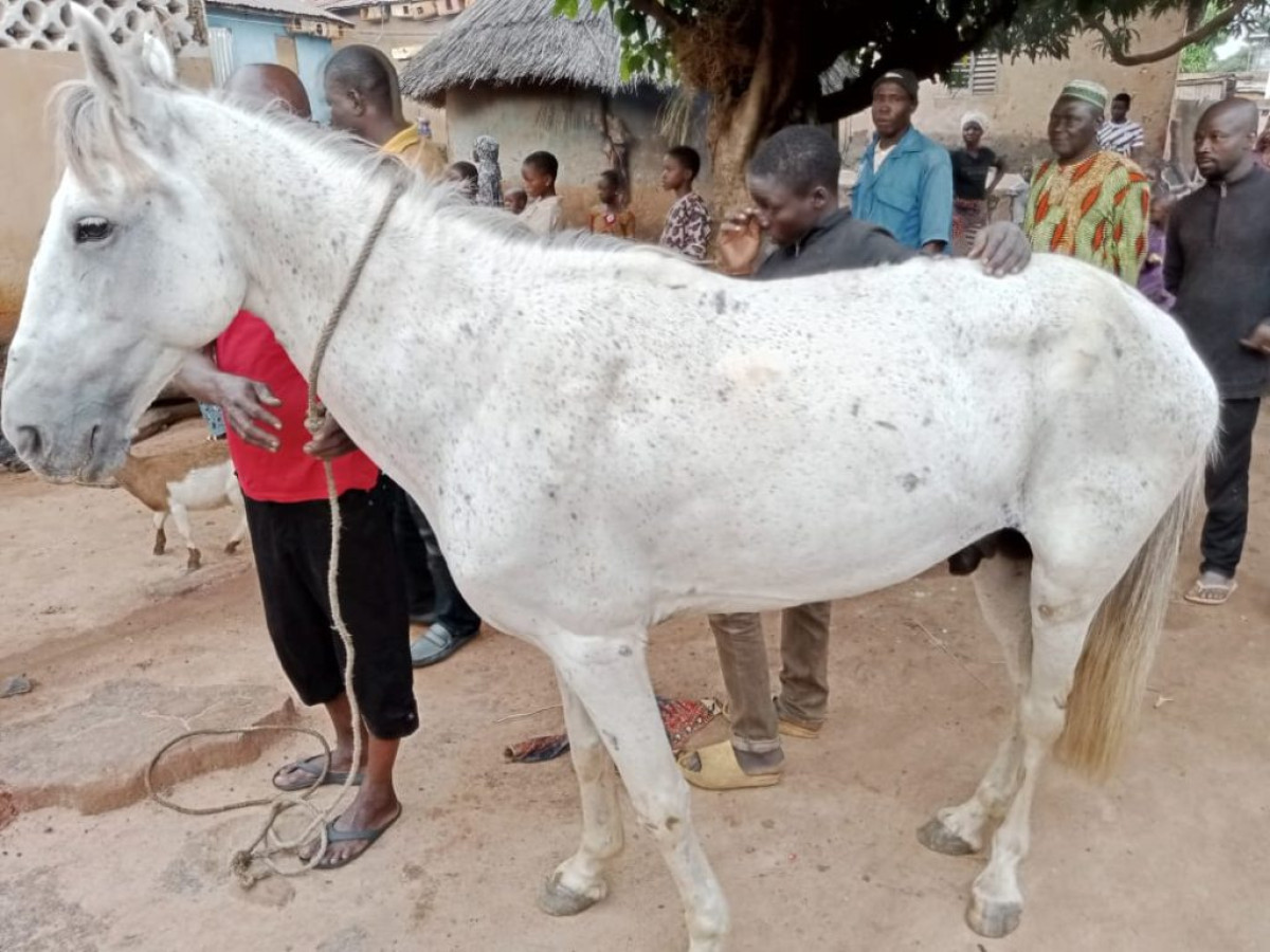 COUR ROYALE DE KOUANDÉ : Aminou Mama Ibrahim fait don d’un cheval au roi Bagana Tunko Cessi II