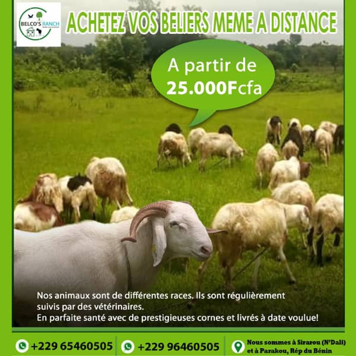 TABASKI 2019 : Achetez vos moutons à moindre coût chez Belco&rsquo;s Ranch