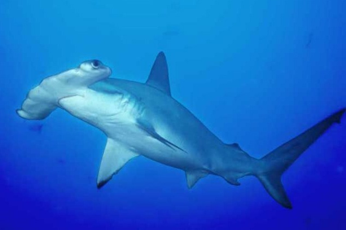 Protection de la biodiversité au Bénin: Eco-Nature Ong initie un projet pour la conservation du requin-marteau Halicorne