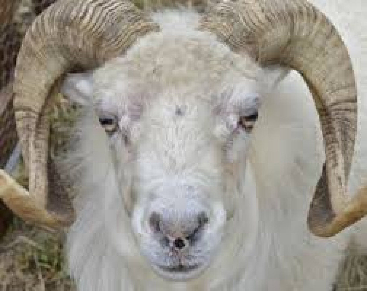 INSOLITE : Un bélier condamné à 3 ans de prison pour meurtre