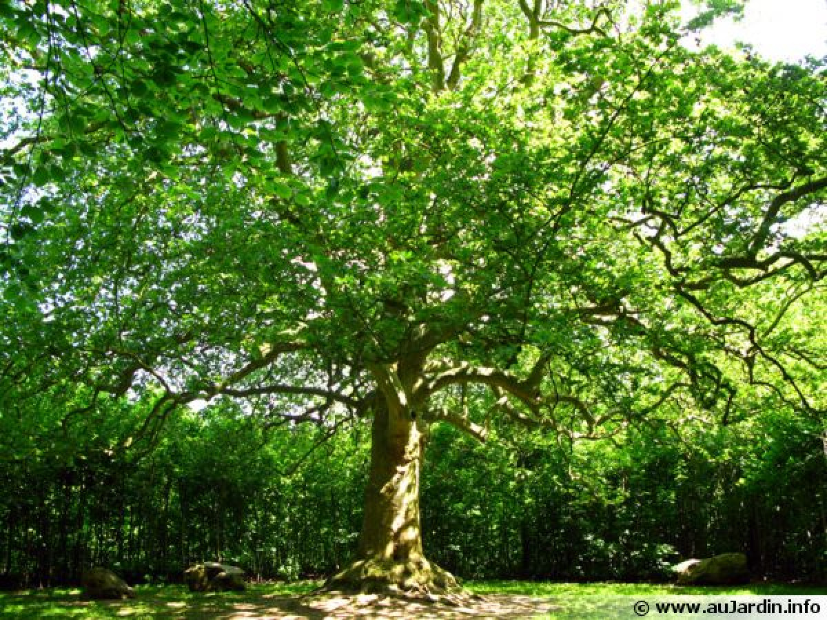 EDITO : L’arbre, la vie !