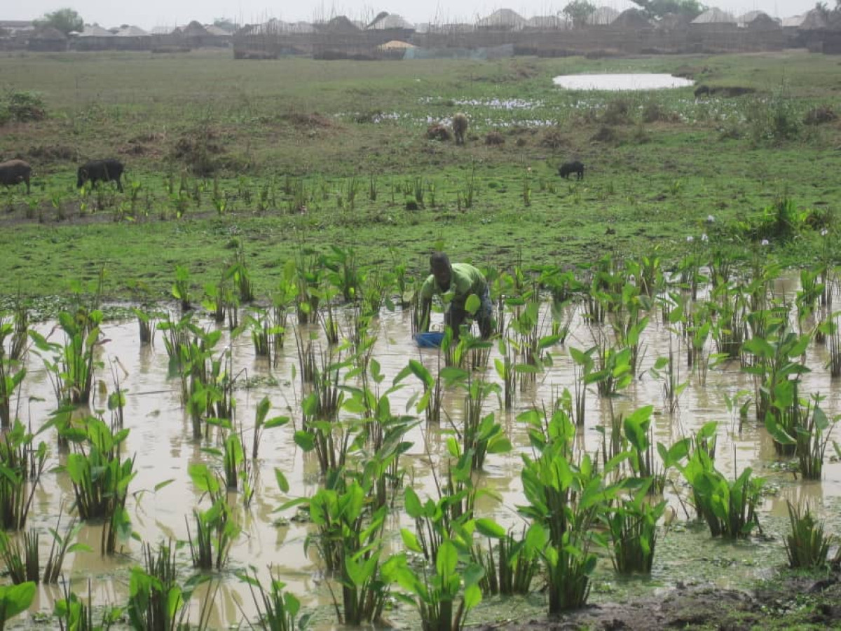 VALORISATION DES FILIÈRES RIZ, MAIS, ET MARAÎCHAGE DANS LA VALLÉE DE L&rsquo;OUÉMÉ : Les producteurs bientôt dotés d&rsquo;équipements agricoles