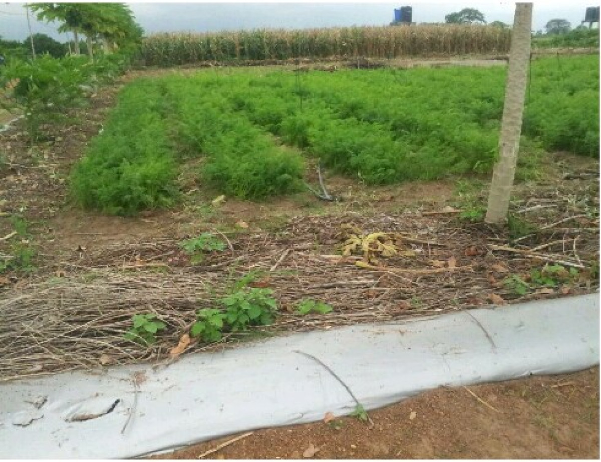 UTILISATION DES ENGRAIS CHIMIQUES DANS LE MARAICHAGE : De la recherche d’un bon rendement à l’empoisonnement des consommateurs