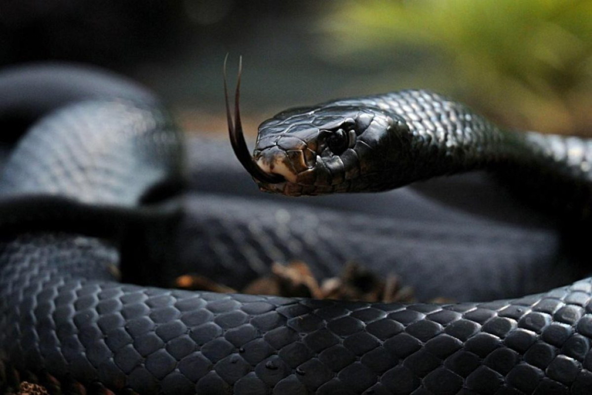 FAIT INSOLITE AU BENIN : Un gros serpent noir apparaît au début d&rsquo;une audience dans un tribunal