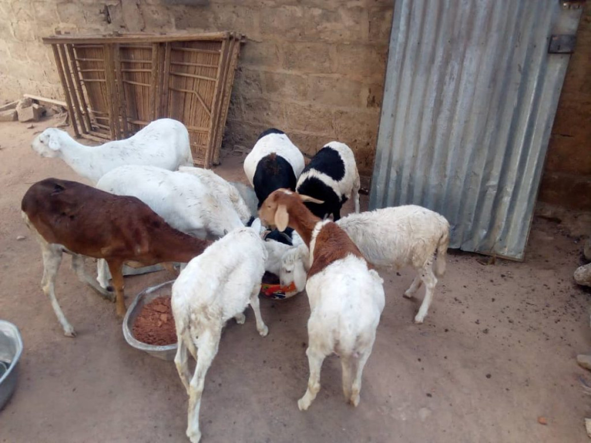 ELEVAGE DOMESTIQUE : Un moyen pour manger sain et bien