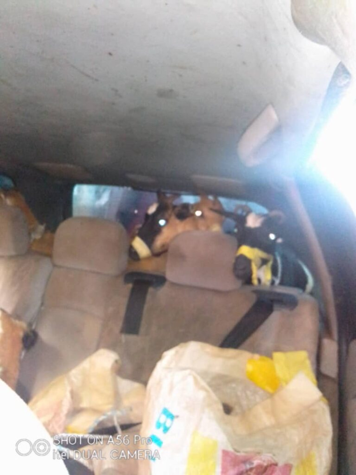 N’DALI : Un véhicule transportant des chèvres volées arrêté