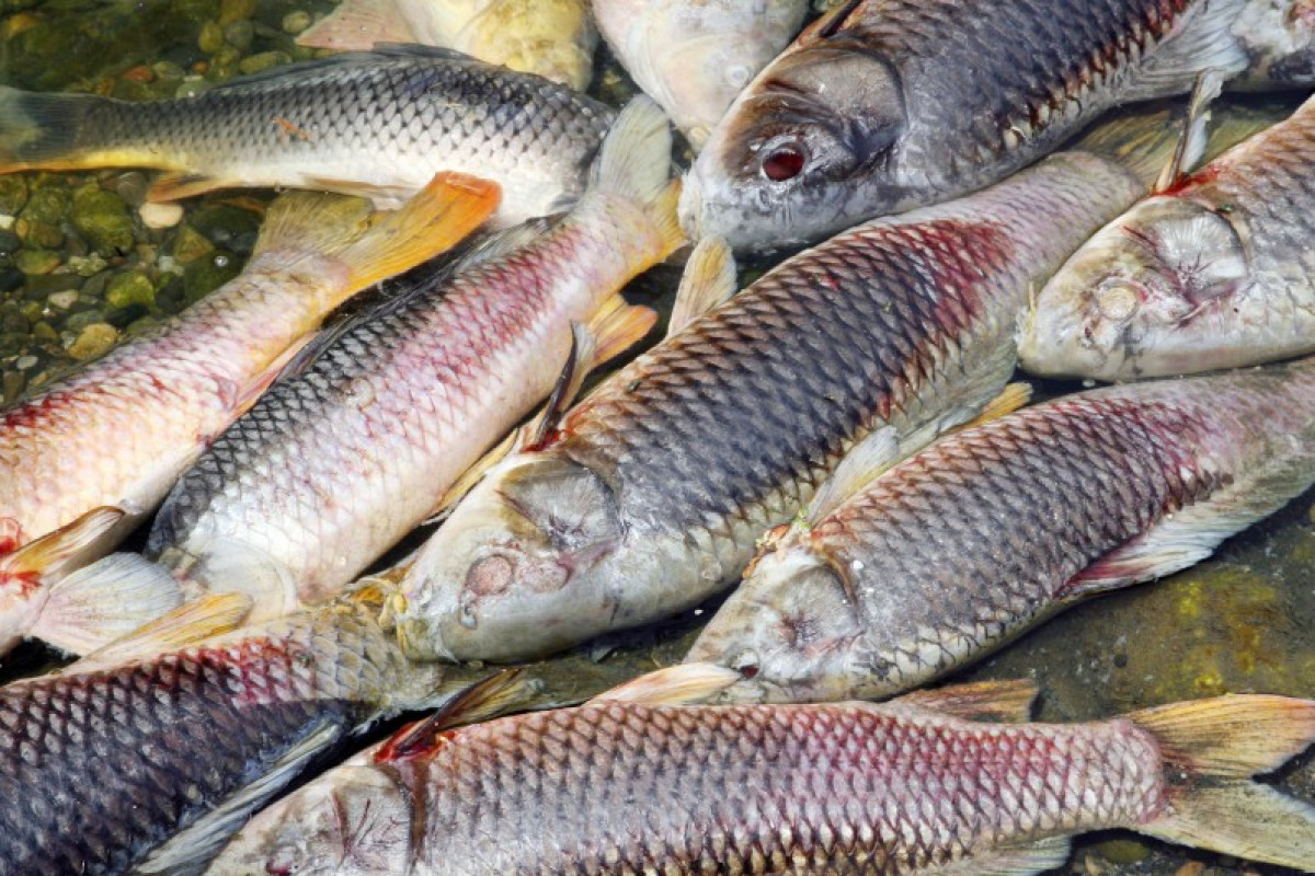 POLLUTION DU LAC TOGBADJI DANS LE COUFFO : Le préfet interdit la vente et la consommation des poissons