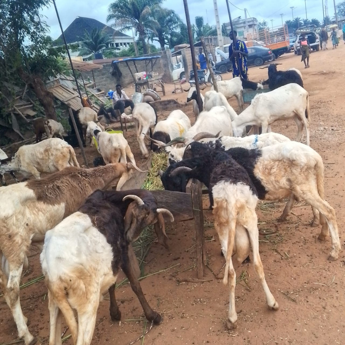 Tabaski 2026 à Porto-Novo: Les vendeurs de moutons attendent toujours les clients