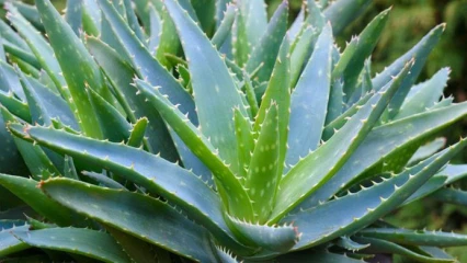 ALOE VERA :  Les mille et une vertus d&rsquo;une plante exceptionnelle