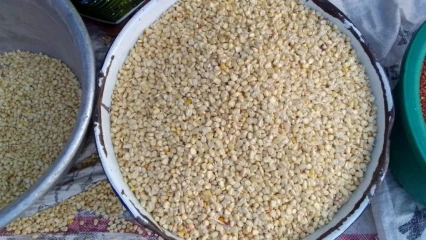 AUGMENTATION DU PRIX DE MAÏS À PARAKOU : La bassine de 25kg passe de 7 500f à 10 000f  . Les populations appellent le gouvernement au secours