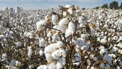 BÉNIN/COTON GRAINE COBIOLOGIQUE ET BIOLOGIQUE : Les prix fixés à 360 et 310 F/kg pour la campagne 24-25