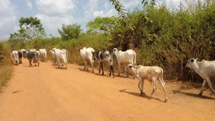 BÉNIN : La transhumance nationale du bétail pour le pâturage désormais interdite . Voici les nouvelles modalités de pâturage