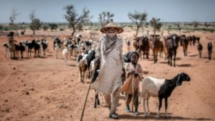 BORGOU : Le préfet Cissé interdit le déguerpissement des éleveurs de leurs campements