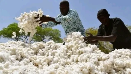 CAMPAGNE COTONNIÈRE 2023-2024 : Le prix d&rsquo;achat du coton-graine aux producteurs homologué