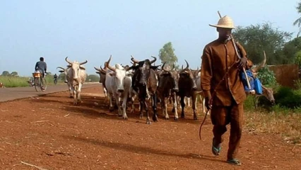 CAMPAGNE DE TRANSHUMANCE 2020-2021 A BEMBÉRÉKÉ : Le comité communal prépare le terrain pastoral