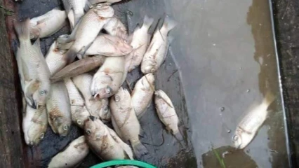 COMMUNE D’ATHIEME : Découverte de plusieurs  poissons morts dans le lac Toho