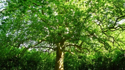 EDITO : L’arbre, la vie !