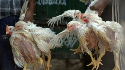 FACE A L&rsquo;EPIDEMIE DE LA GRIPPE AVIAIRE DANS DES EXPLOITATIONS AVICOLES AU SUD DU BENIN : De nouvelles dispositions prises par le gouvernement